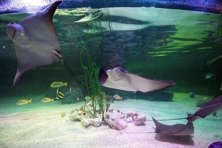 SEA LIFE Loch Lomond General Admission Ticket