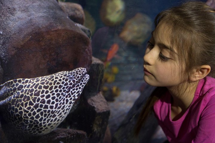 SEA LIFE Loch Lomond General Admission Ticket