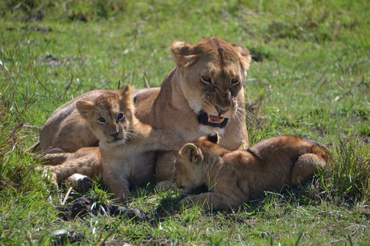 Nairobi National Park Tour