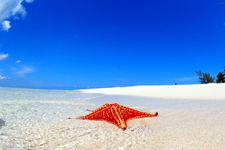 Stingray City and Starfish Experience with Coral Reef Snorkeling