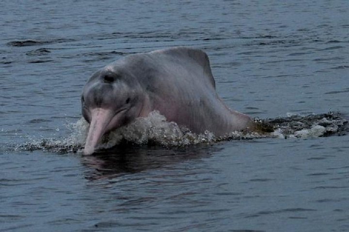 5-Day Cuyabeno Reserve Amazon Rainforest Trip