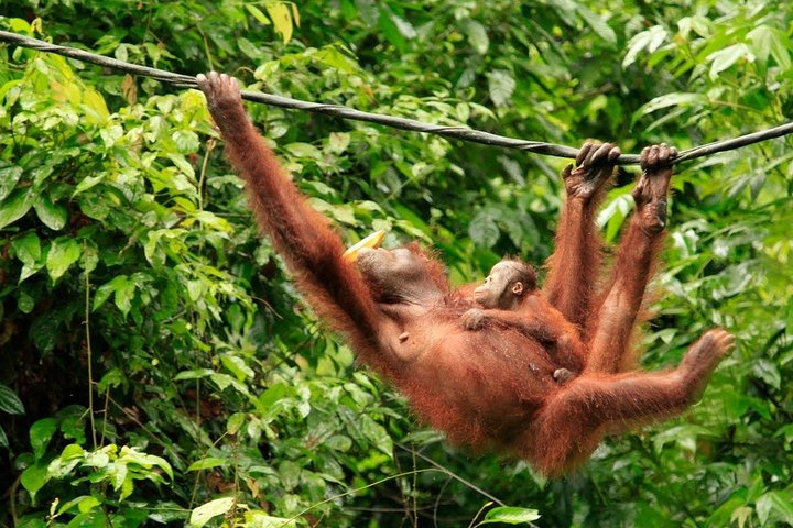 Full-Day Sepilok Orangutan and Sandakan City Trail from Kota Kinabalu