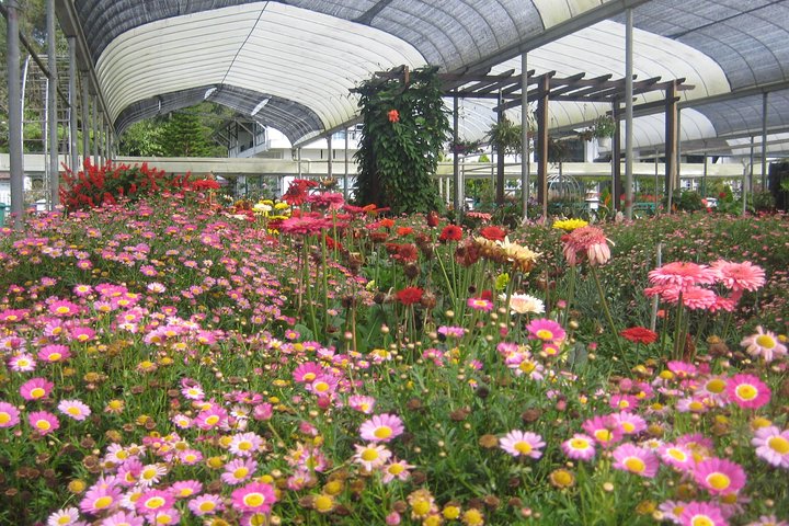 Cameron Highlands Sightseing Tour