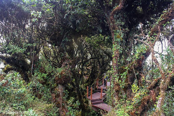 Cameron Highlands: Mossy Forest Tour