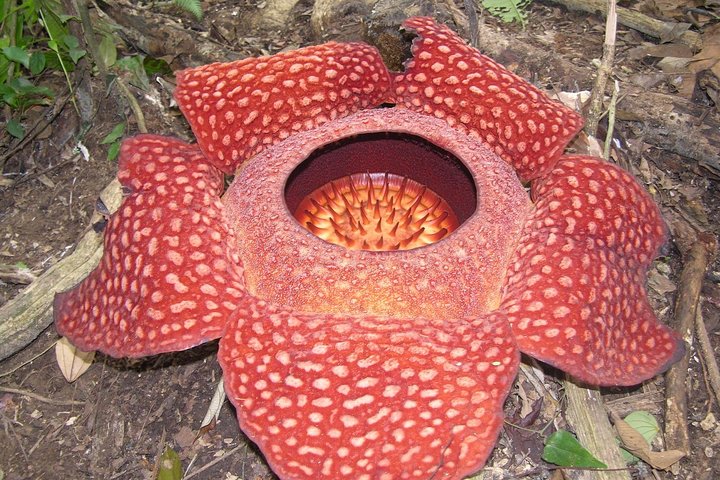 Cameron Highlands: Nature's Wonder Amazing Rafflesia Explorer