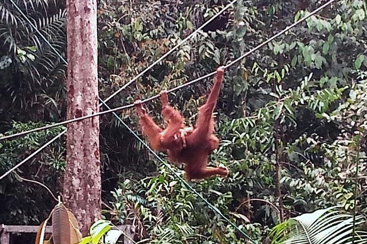 Semenggoh Orangutan Centre from Kuching