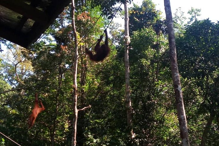 Semenggoh Orangutan Center & Sarawak Cultural Village