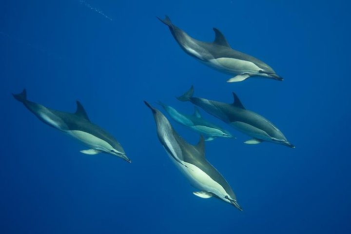 Swim with Wild Dolphins in the Azores