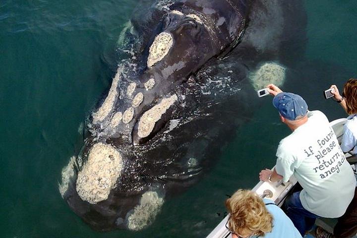 Whale Watching from Gansbaai