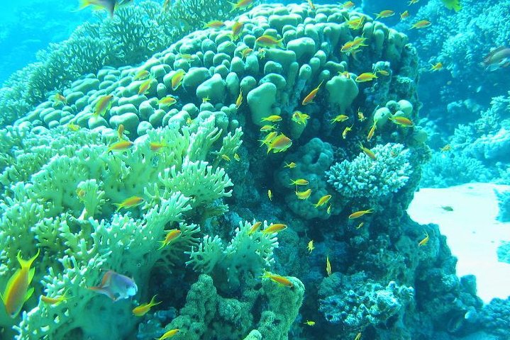 Glass Bottom Boat Trip in Dahab