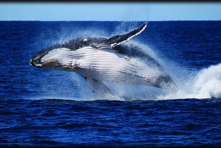 Brisbane Whale Watching Cruise from Redcliffe or Brisbane City