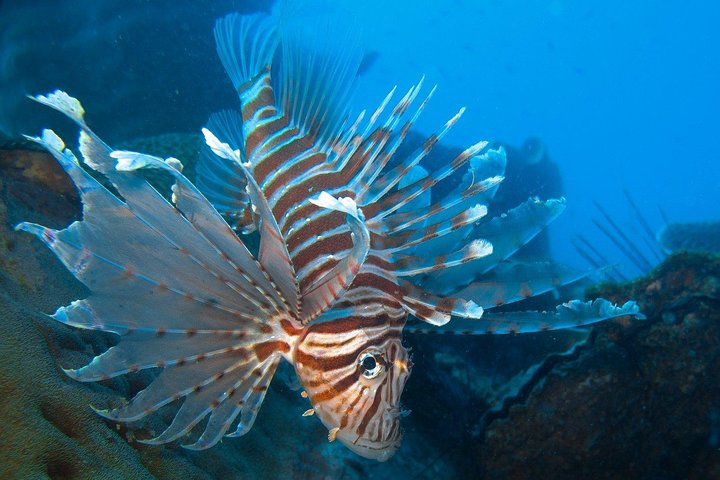 Snorkeling Adventure at Koh Chang – Departing from Koh Chang