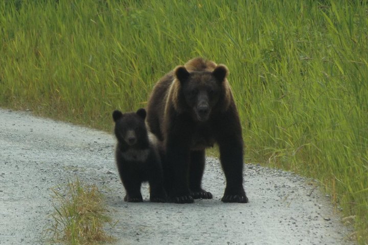 Chichagof Island Tour: Brown Bear Search