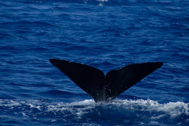 Waitukubuli Dolphin and Whale Watch in Dominica