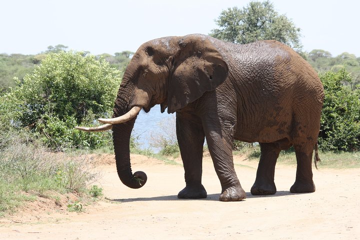 Kruger National Park Half Day Game Drive