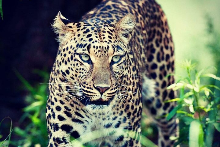 Kruger National Park Half Day Game Drive