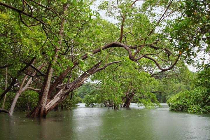 Tamarindo Estuary Boat Safari