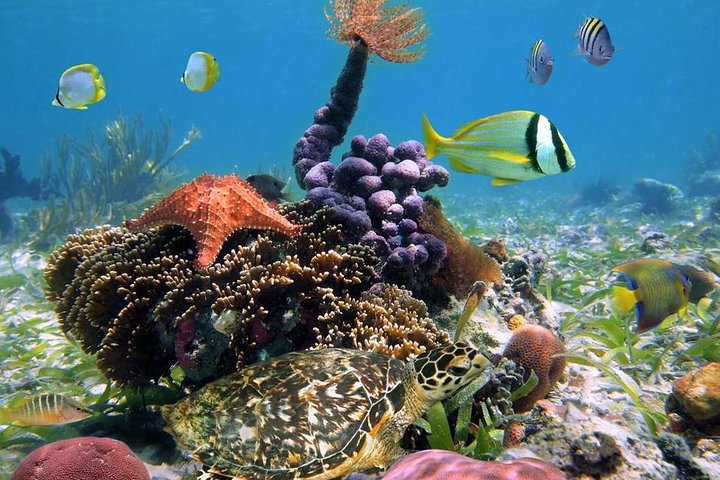 Full-Day Speedboat Tour, Wildlife, and Snorkeling in Bocas del Toro in Panama