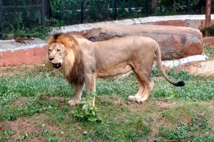Wild life tour in Chennai with guide and private car