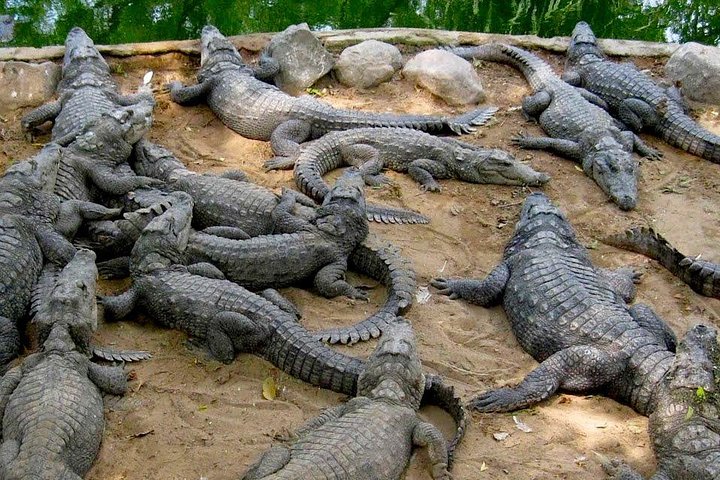 Wild life tour in Chennai with guide and private car