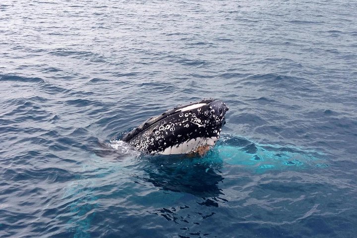 Dunsborough Whale Watching Tour