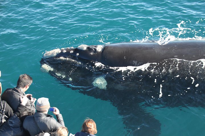 Augusta Whale Watching Tour