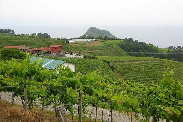 Getaria Txakoli wine tour from San Sebastian