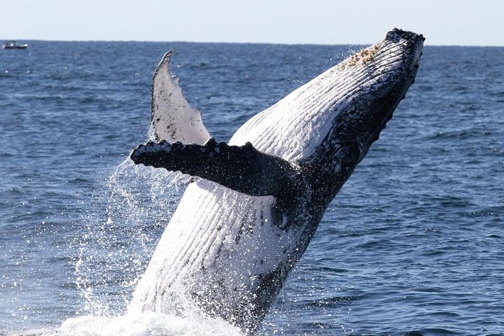 Whale Watching Tour with Spirit of Gold Coast