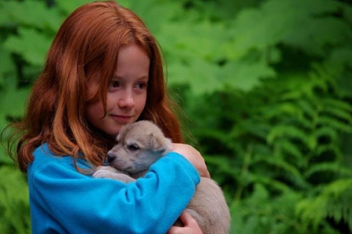 Wilderness Dog Sled Ride and Tour in Seward