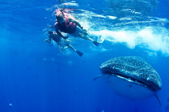 Whale Shark Tour from Cancun, Playa del Carmen, Tulum and Riviera Maya
