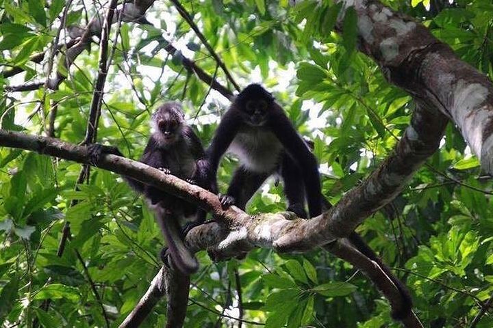 Monkey River Jungle Wildlife Encounters and Manatee Watch