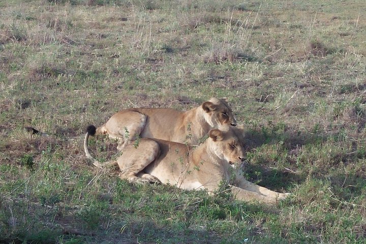 Samburu National Park Day Tour Nyeri