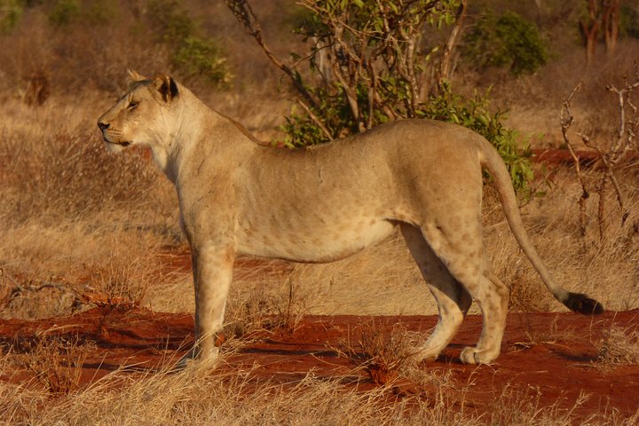 Tsavo National Park Small group Day trip