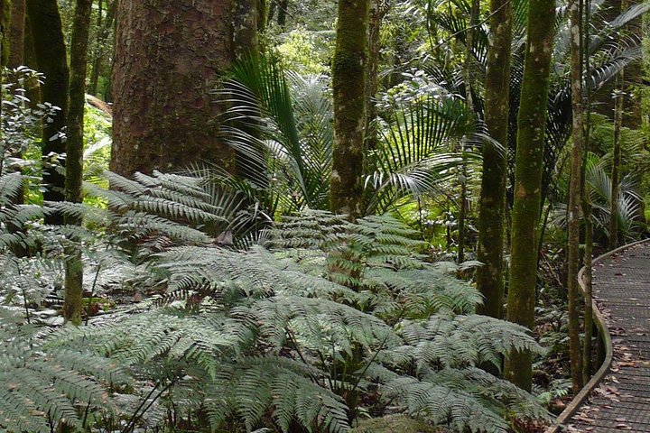 Bay of Islands Glow Worm Caves & Scenic Shore Excursion
