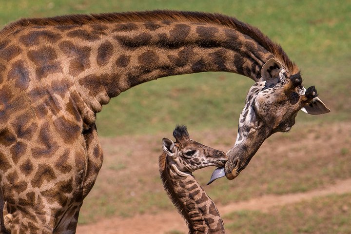 Giraffe Center and David Sheldrick Elephant Orphanage Tour