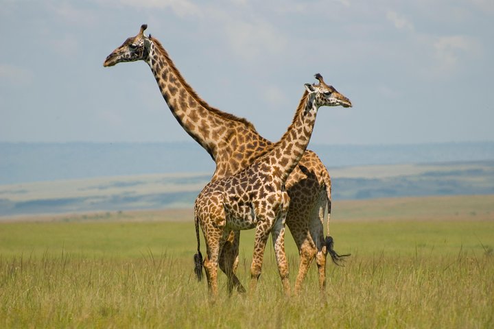 3 Days Masai Mara Group Joining