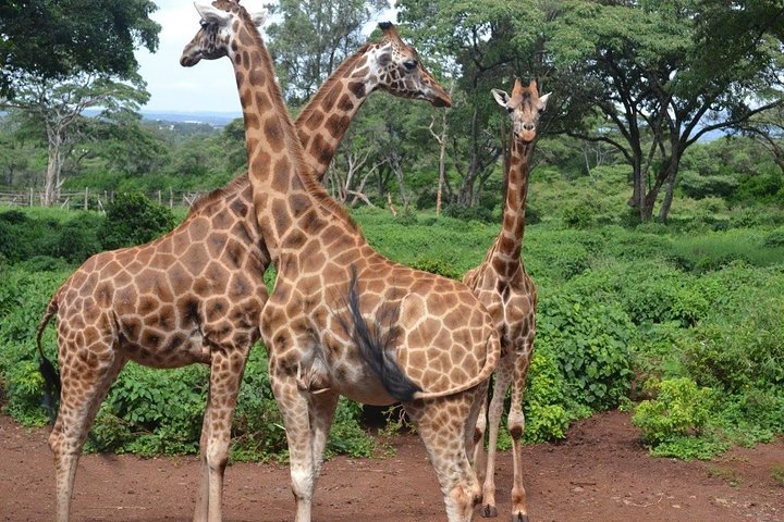 Elephant Orphanage & Giraffe Centre Tour