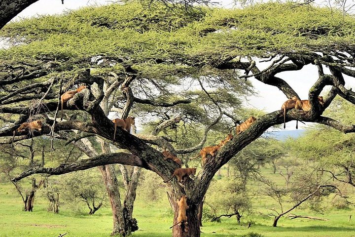 15 Days Spectacular Kenya & Tanzania Safari with Zanzibar Beach