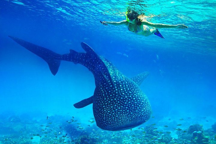 Whale Shark & Tumalog Falls & Sumilon Sandbar & Pescador Island with Sardines