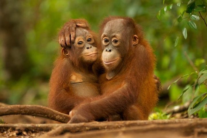 Day Trip Sepilok Orang-utan And City Tour (Flight Excluded)