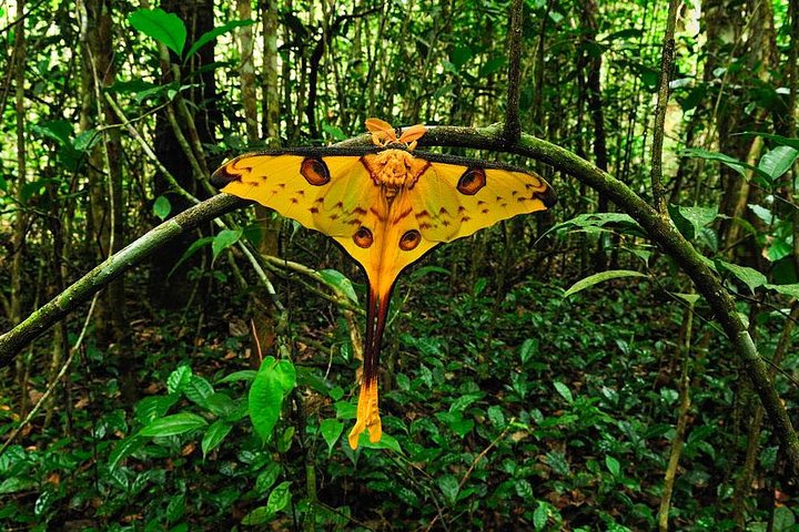 Lemur Day Tour at Andasibe Rainforest and Vakona Lodge Reserve