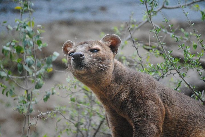 Morondava Day Tour to Kirindy Park and Baobab Avenue