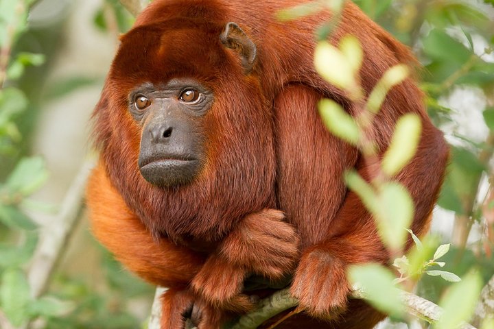 3-Day Tambopata Amazon Jungle Tour at Hacienda Concepción
