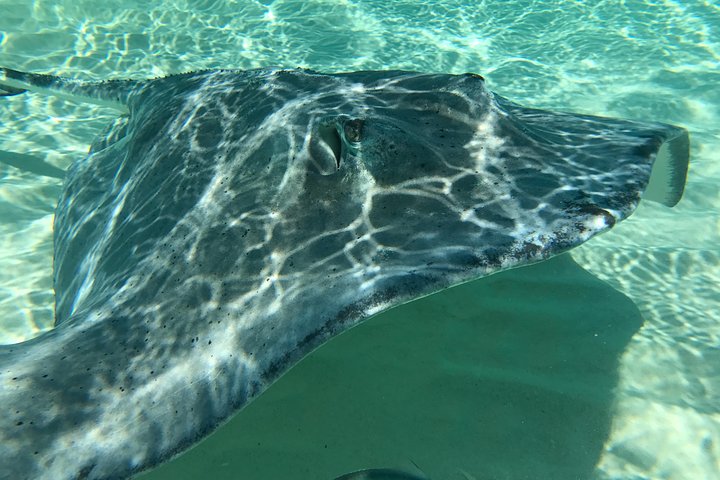 Private Half Day Stingray City, Snorkeling and Starfish Beach Tour