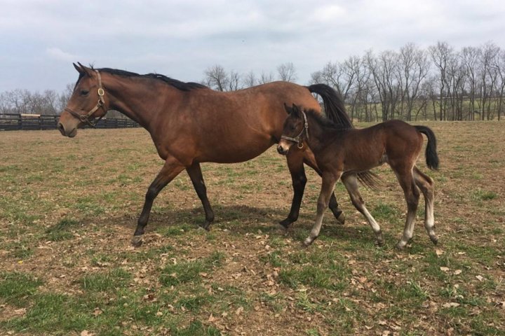 Unique Horse Farm Tours with Insider Access to Private Farms