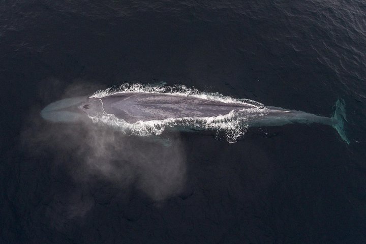Whale Watching Tour From Monterey
