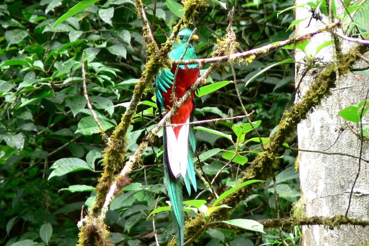 Cloud Forest Hike 8:30am Pipeline Trail(Min of 2 people required)