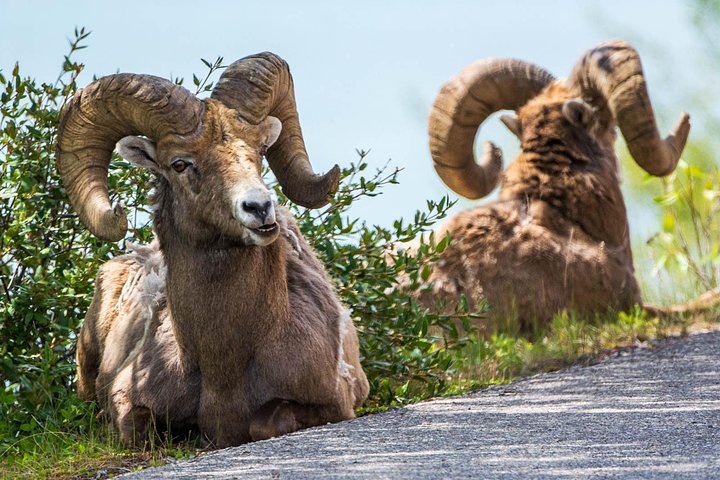 Jasper Evening Wildlife Tour