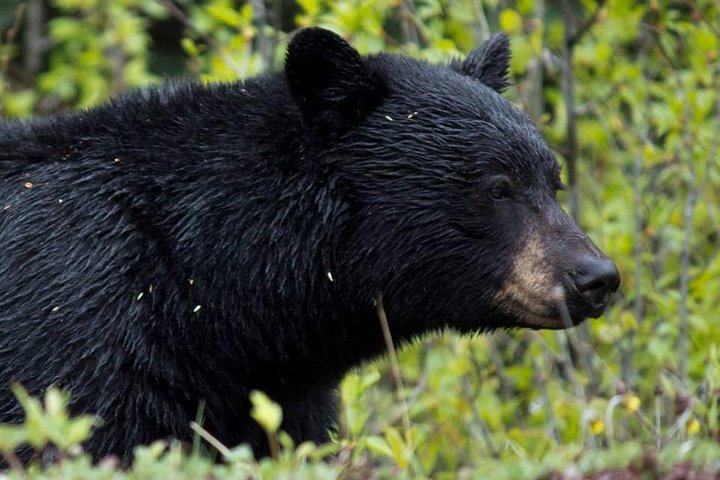 Jasper Wildlife & Sightseeing Tour with Maligne Lake Cruise