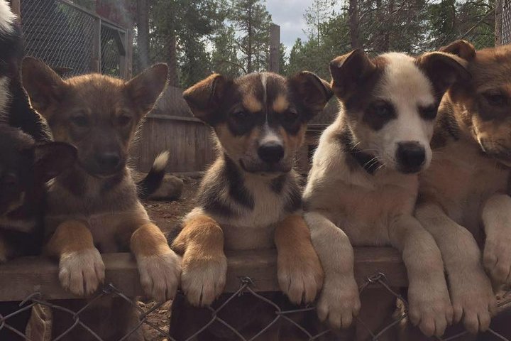 Autumn Husky Sit and Drive Cart Tour from Kiruna